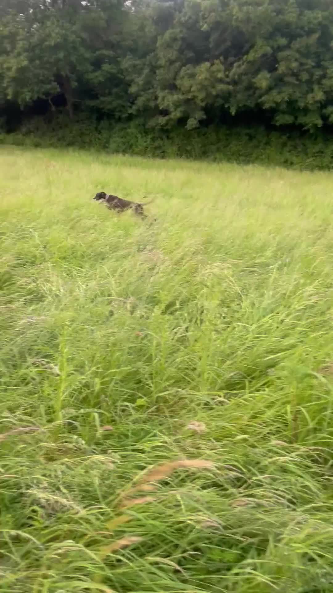 Lurcher dogs for sale: Lurcher pups from working parents - Video 2