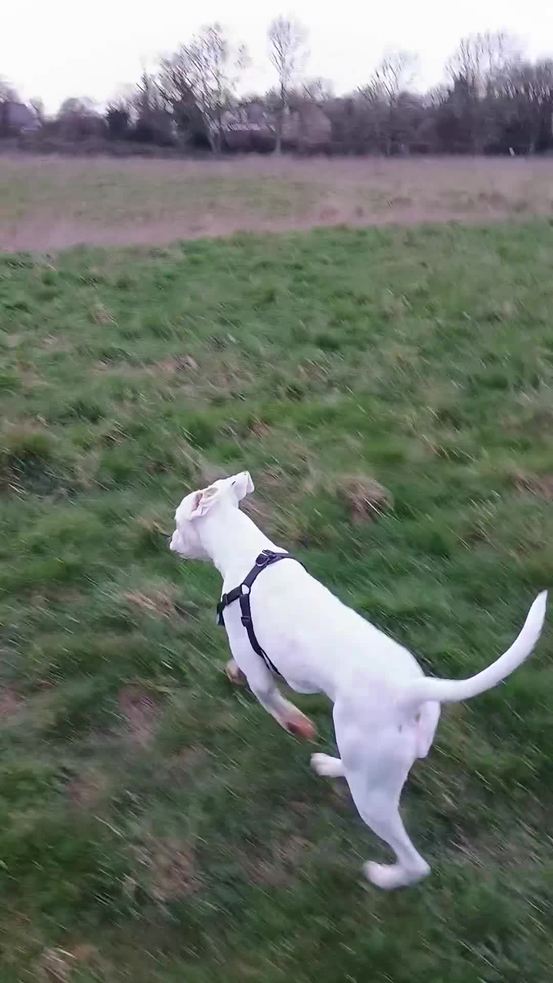 Boxer dogs for sale: Beautiful Pedigree White Boxer  in Beverley - Video 2