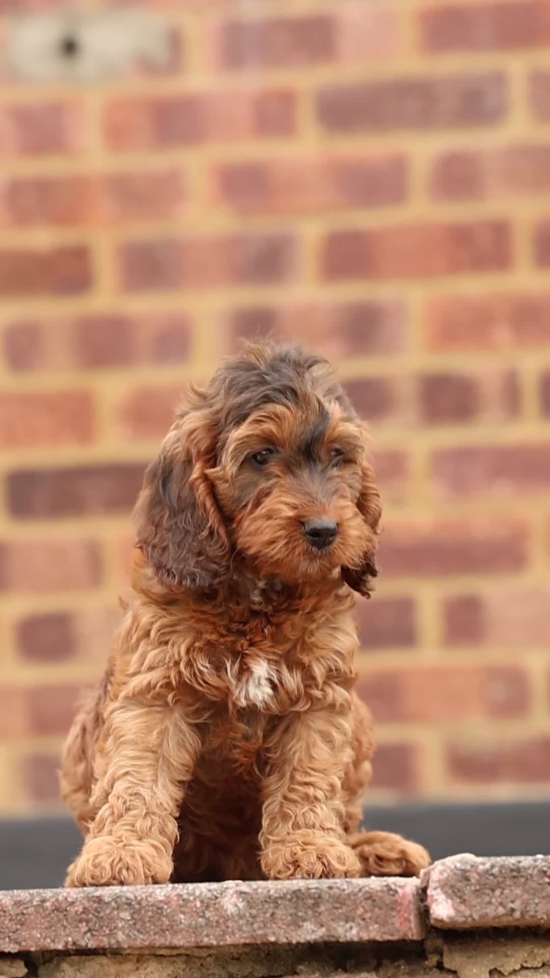 Cockapoo dogs for sale: 🐶 Cockerpoo Puppies – Loving Forever Homes 🐶 - Video 1