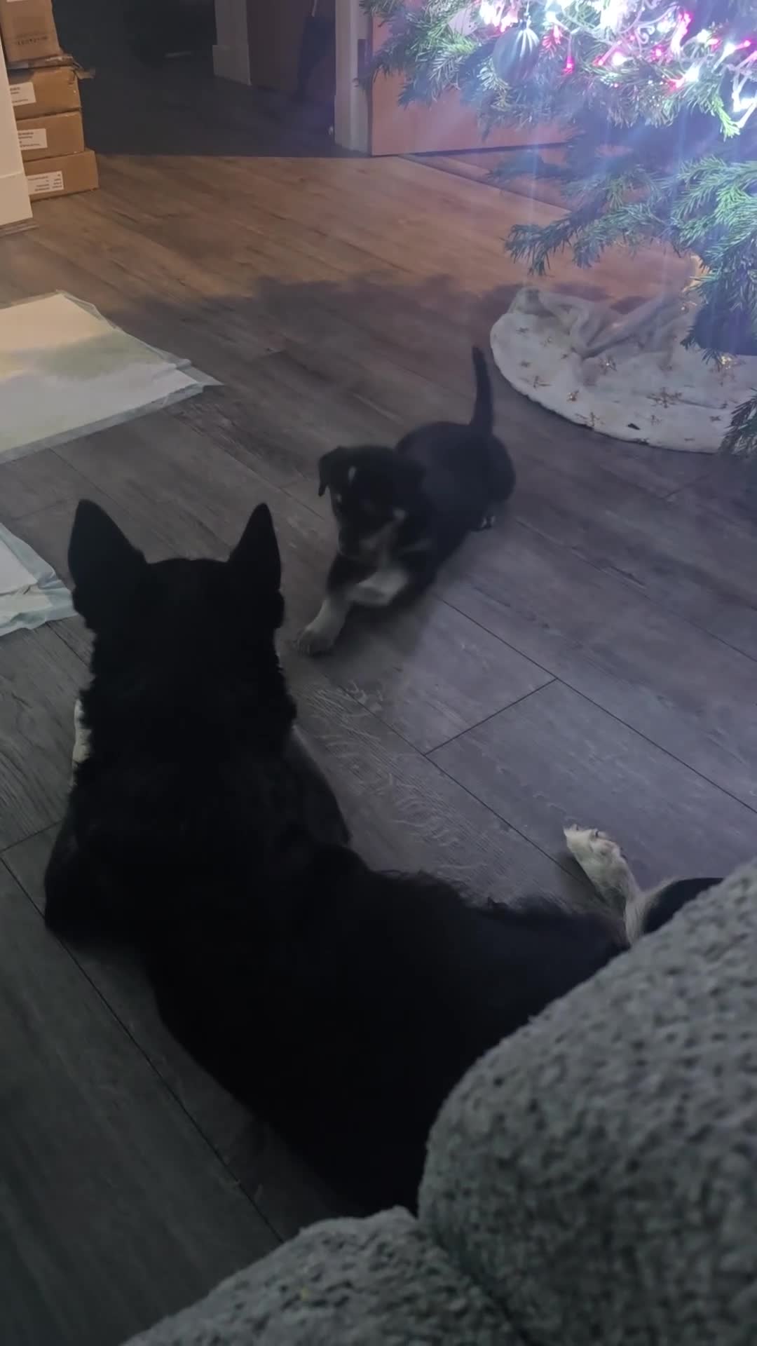 Mixed Breed dogs for sale: Husky Alaskan Golden Retriver   labrador mix pupps - Video 1