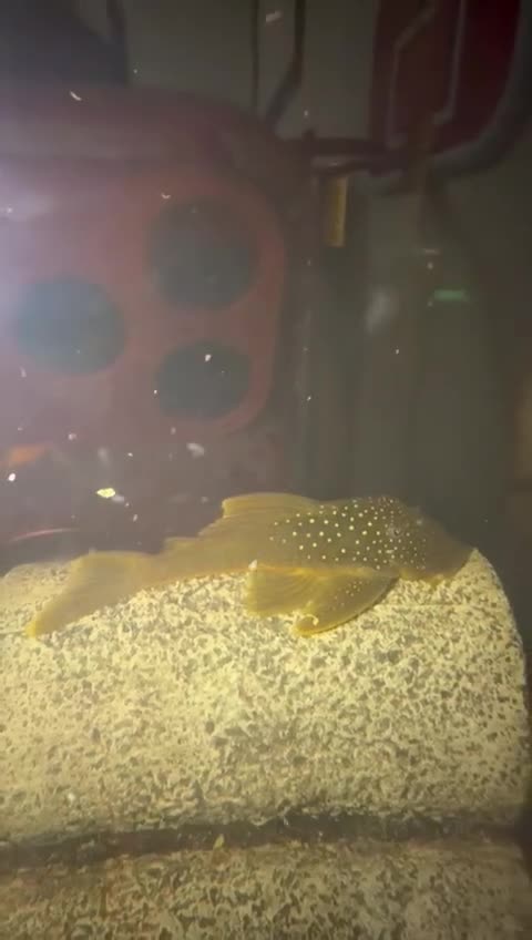 Cichlids fish for sale: Cichlids and Pleco  - Video 1