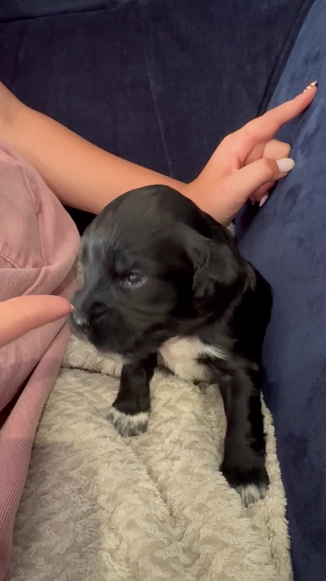Cocker Spaniel dogs for sale: Working cocker spaniel pups - Video 2