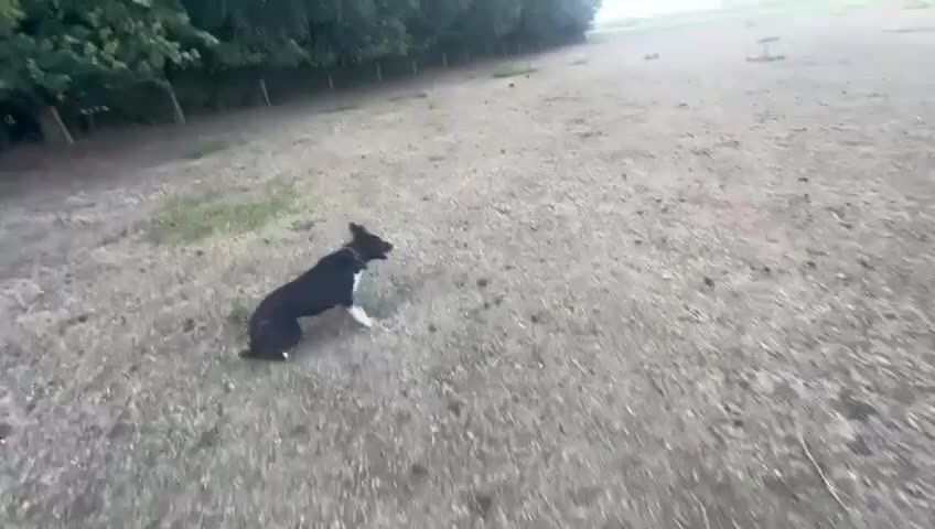 Border Collie dogs for sale: Border Collie Puppies (Sold) - Video 3