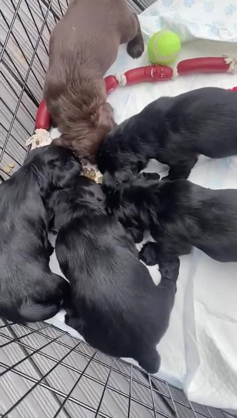 Cocker Spaniel dogs for sale: Working Cocker spaniel puppies KC registered  - Video 3