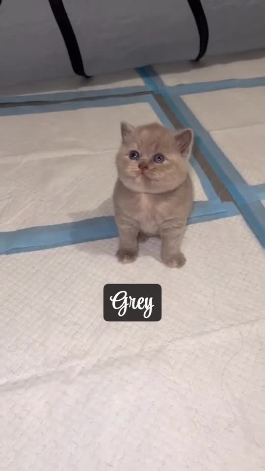 British Shorthair cats for sale: Champions bloodline British Shorthair Kittens! 🐾  - Video 4