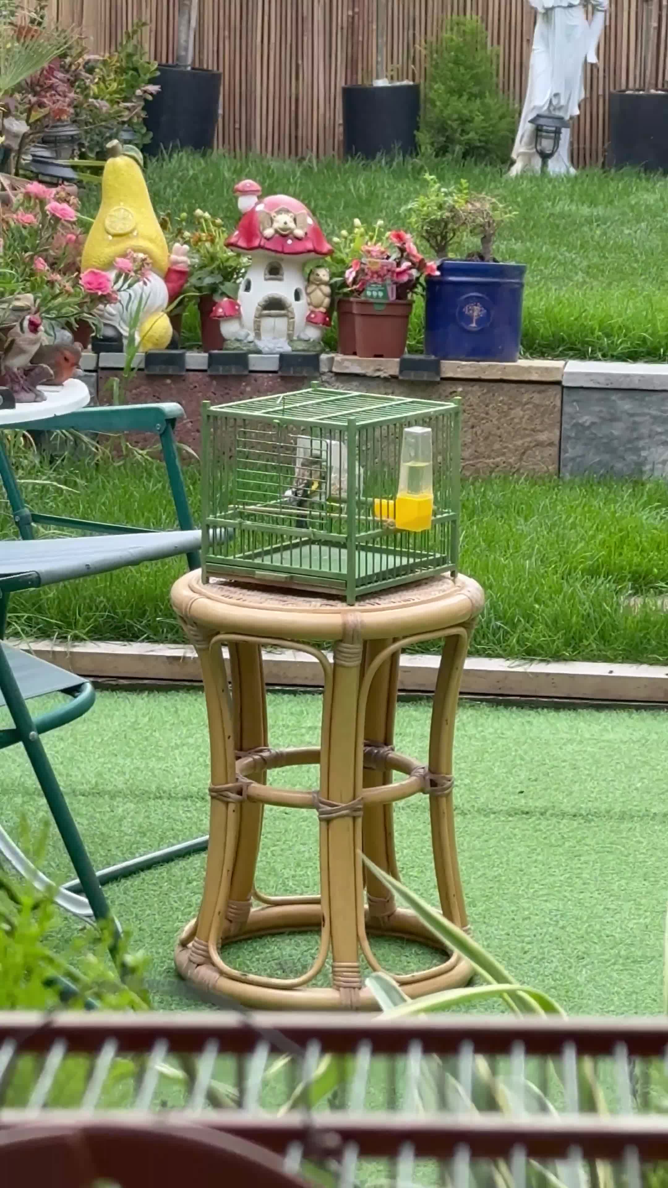 Finches birds for sale: Beautiful Exotic & Finches - Healthy & Friendly - Video 1