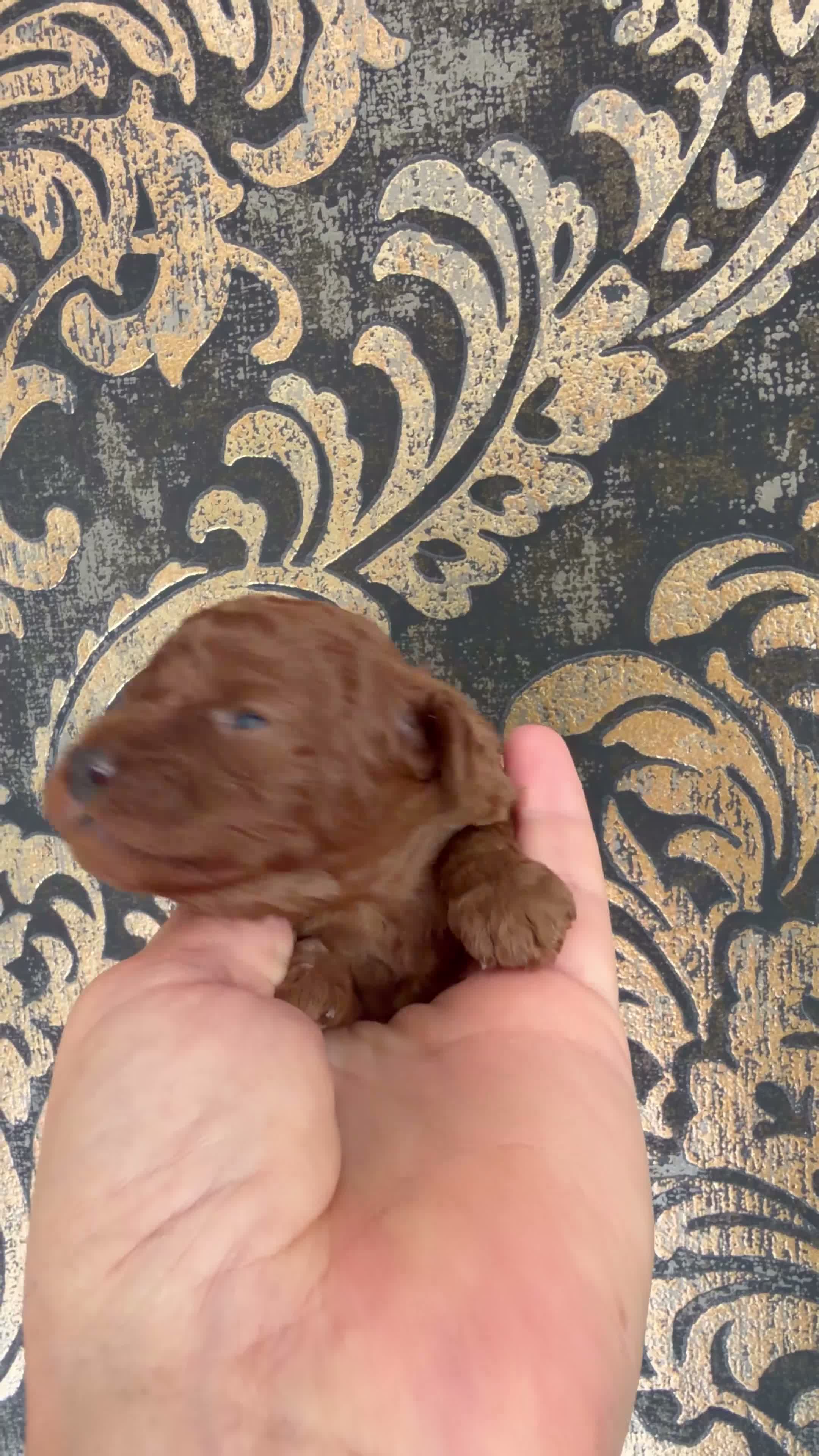 Miniature Poodle dogs for sale: Solid red poodle 🐶 in Sheerness - Video 1