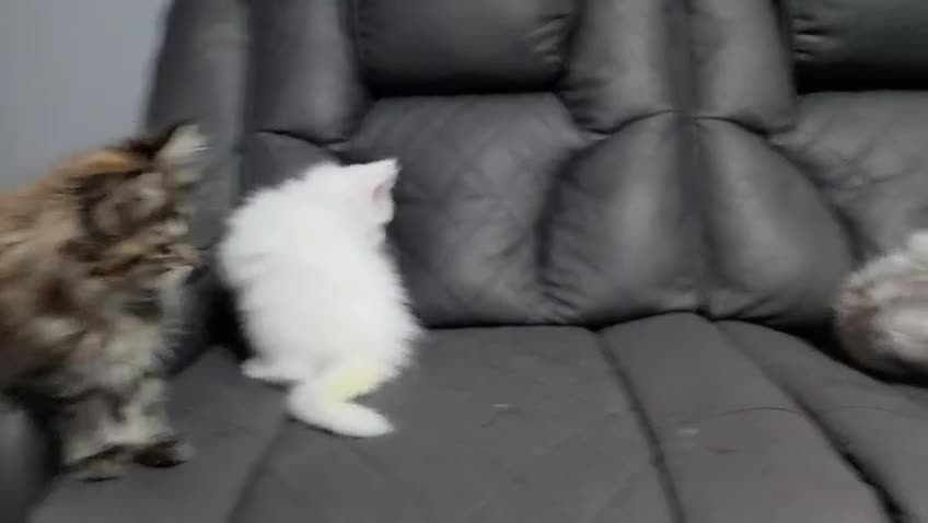 Maine Coon cats for sale: Pure Maine Coon kittens  - Video 1