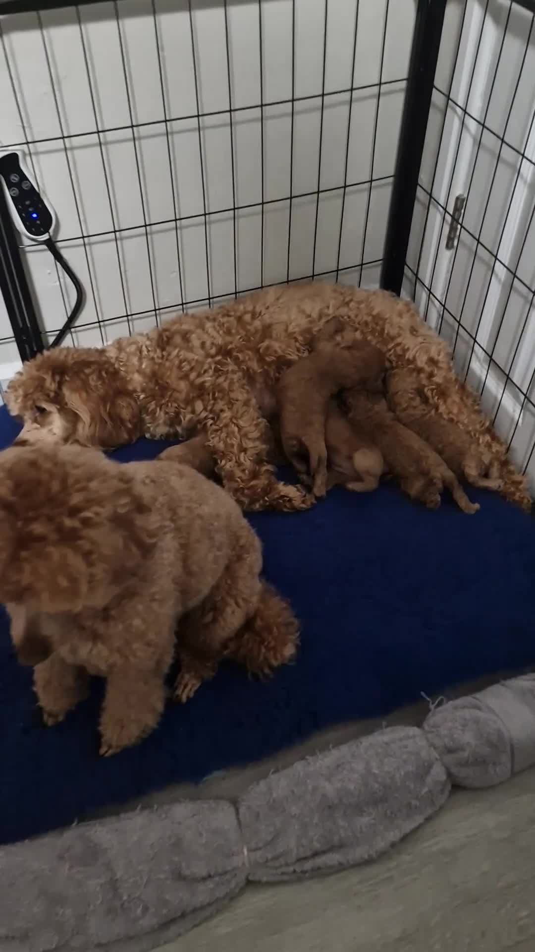 Maltipoo dogs for sale: F1B MALTIPOO PUPPIES  - Video 2