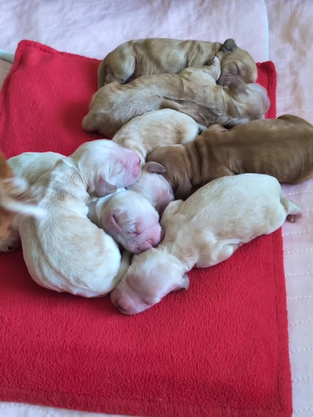 Cocker Spaniel dogs for sale: KC Registered Show Cocker Spaniel Pups  - Video 1