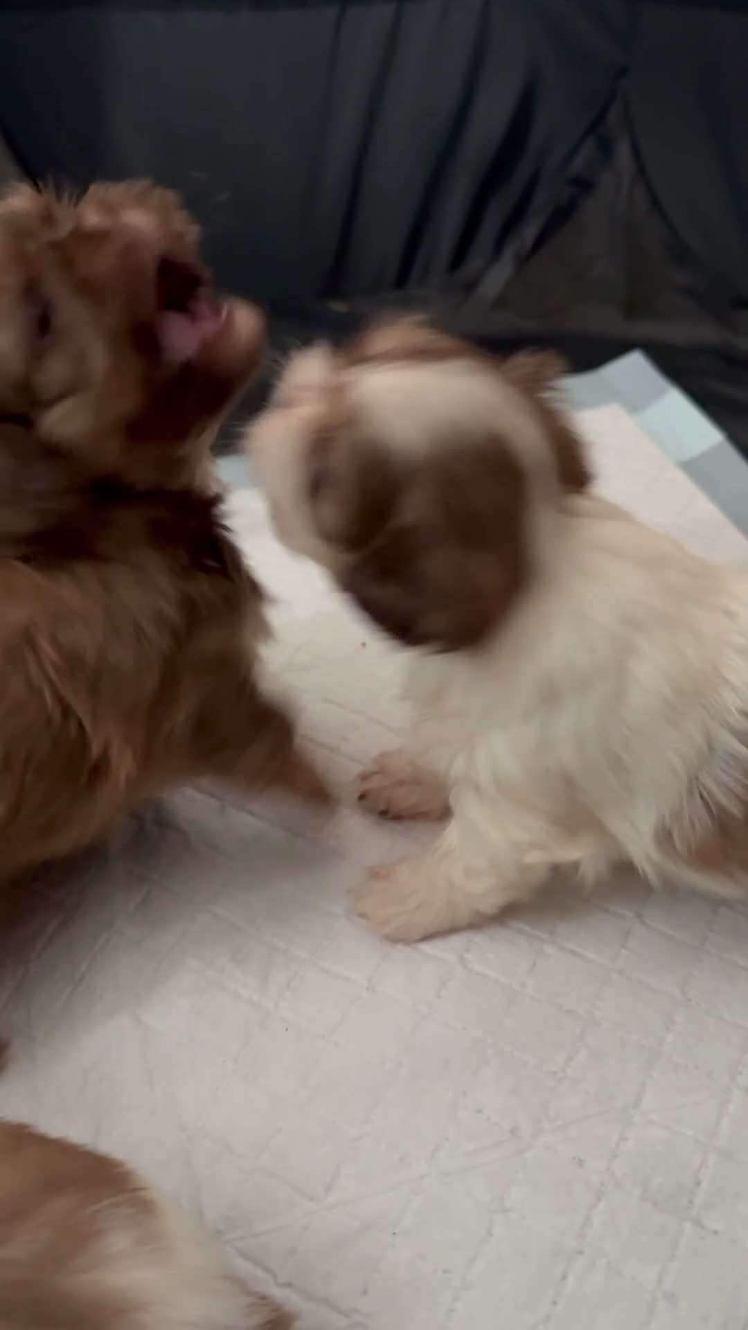 Shih Tzu dogs for sale: Imperial Shih Tzu puppies  - Video 1