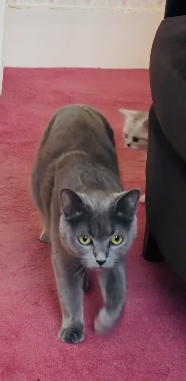 British Shorthair cats for sale: Beautiful British Tabby with Father Pedigree  - Video 4