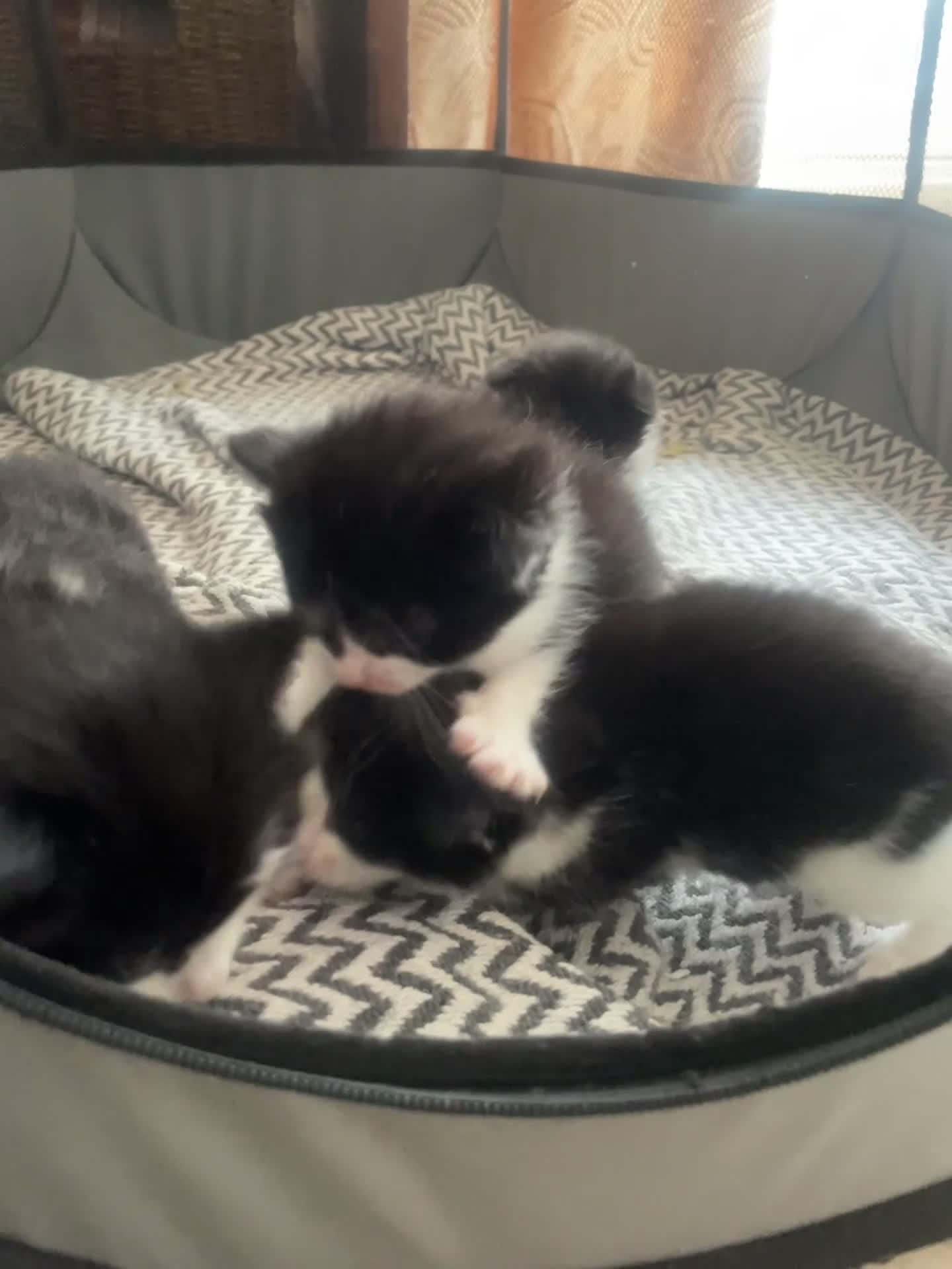 Domestic Shorthair cats for sale: Adorable tux kittens! - Video 1