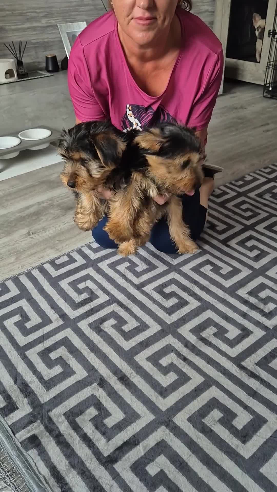 Yorkshire Terrier dogs for sale: ❤️ READY TO NEW HOME❤️Small Yorkshire Terrier Boy - Video 3