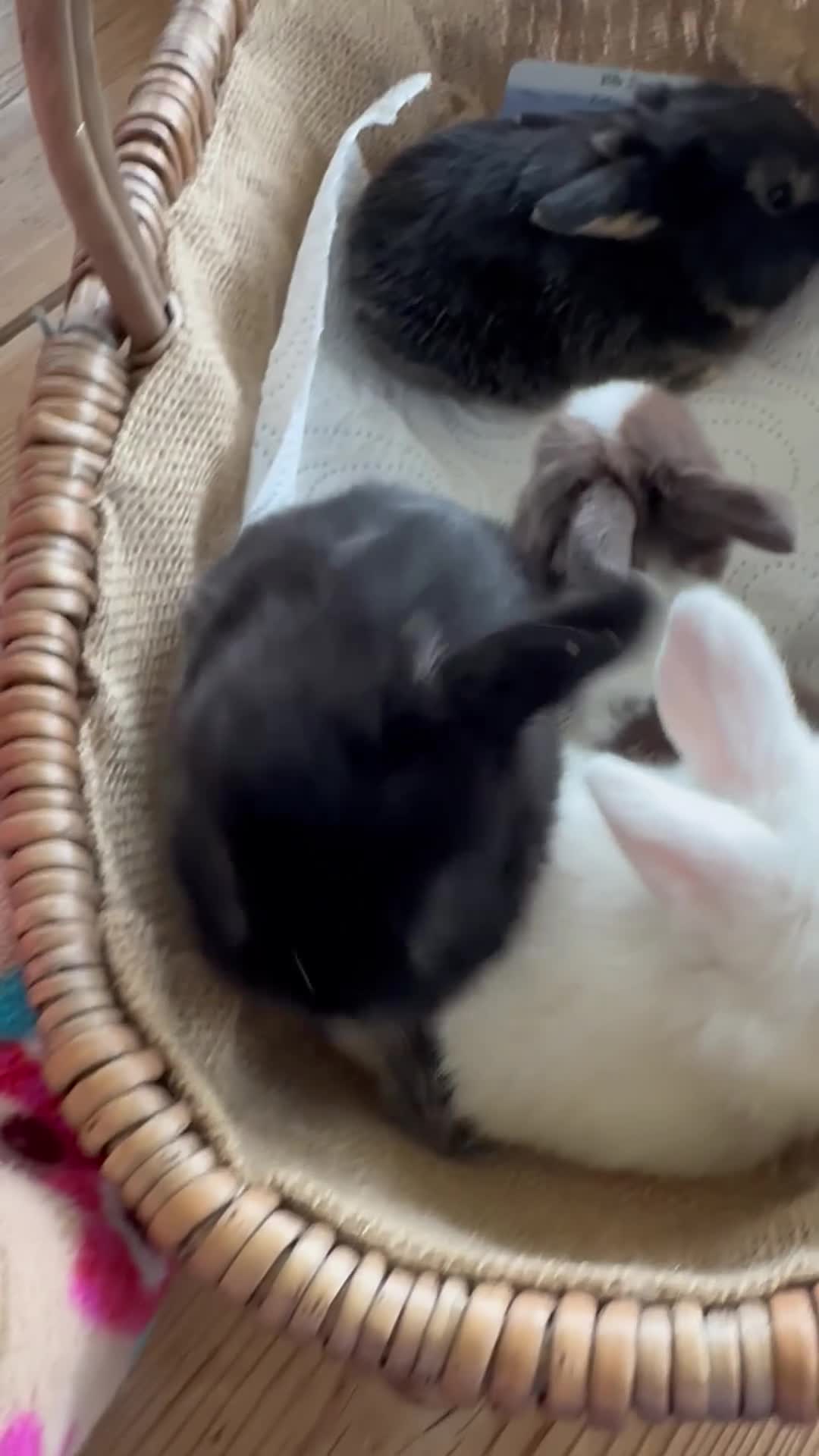Mini Lop rabbits for sale: Mini lop babies ready for small hands - Video 2