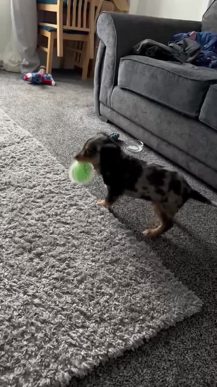 Cocker Spaniel dogs for sale: Male cocker spaniel - Video 1