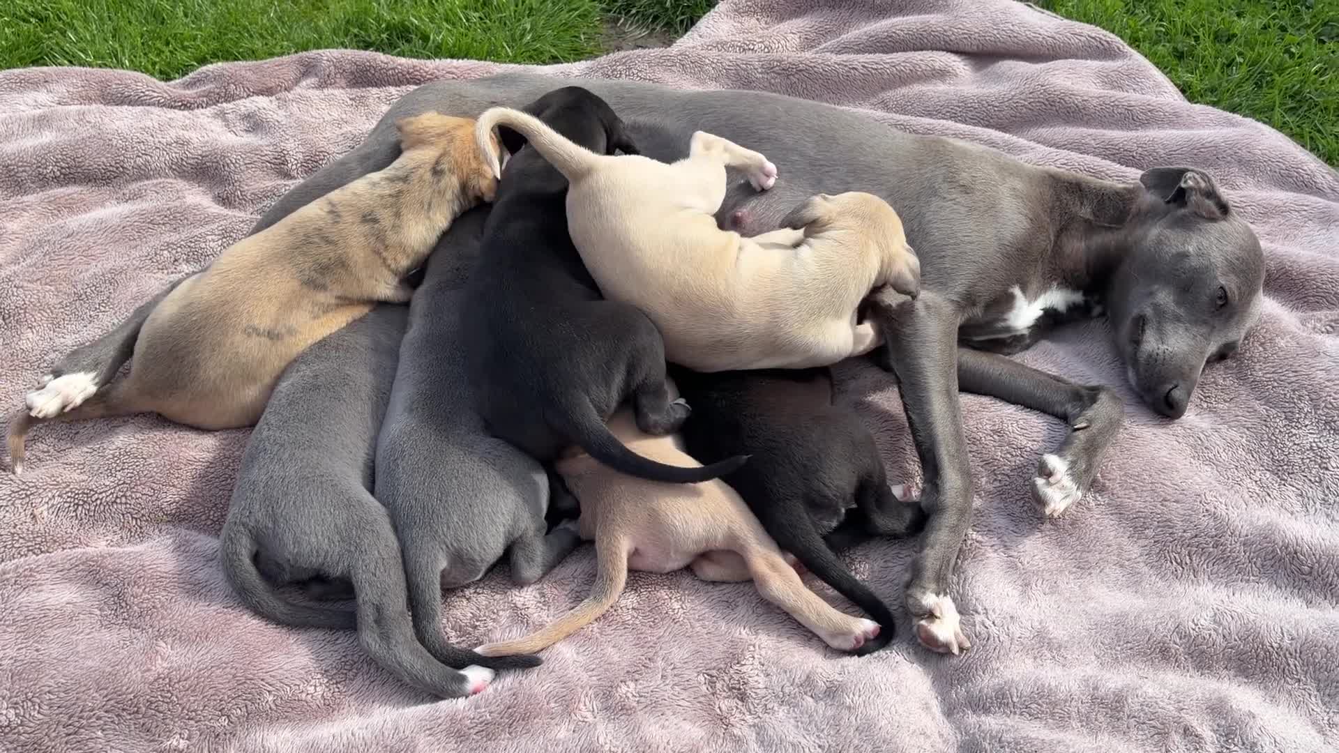 Whippet dogs for sale: Beautiful KC Whippet Puppies - Video 1
