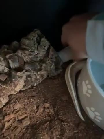 Python Snake reptiles for sale: Beautiful royal pythons/ - Video 2