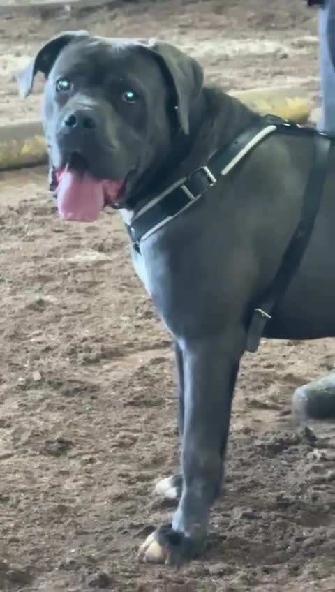 Cane Corso dogs for sale: ICCF Registered Cane Corso in Oldham - Video 2