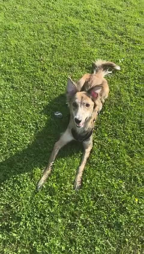 Lurcher dogs for sale: Female lurcher  - Video 1