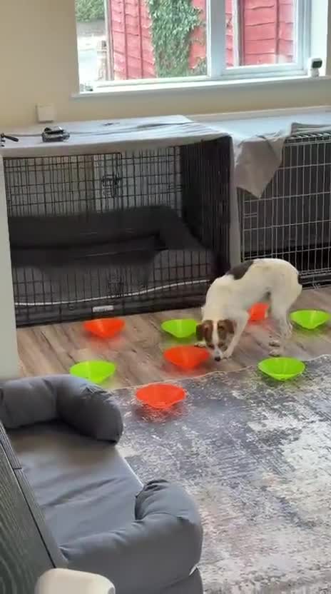 Jack Russell dogs for adoption: Joy — A Gentle Little Jack Russell Mix in St Albans - Video 1