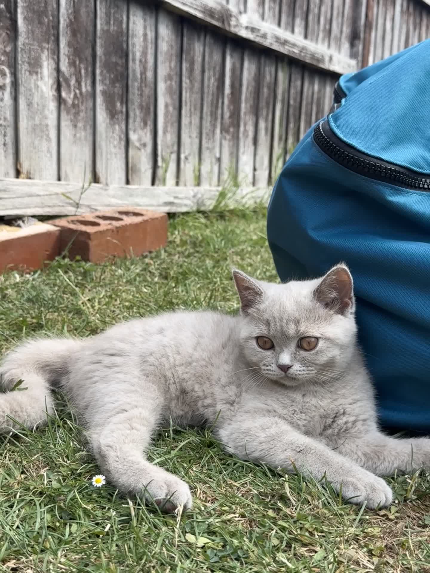 British Shorthair cats for sale:  British Brown and Liliac shorthair Kittens  - Video 1