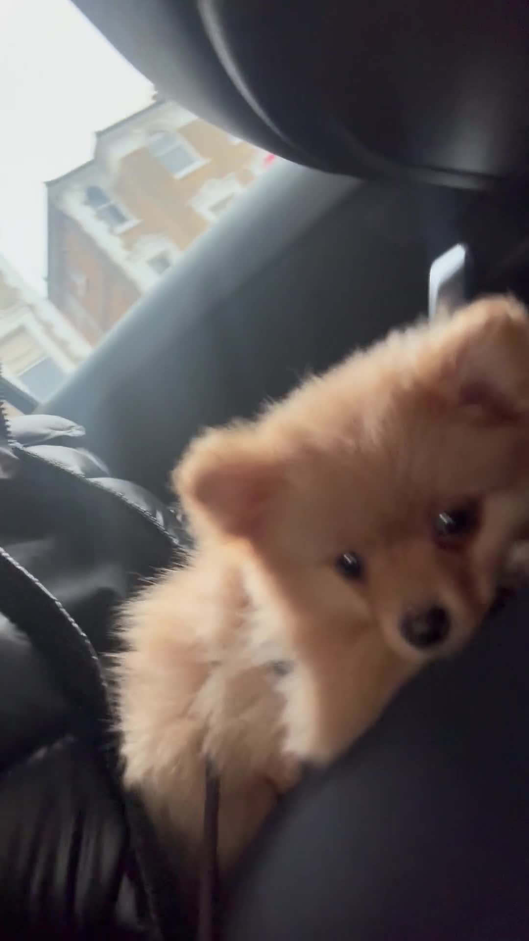 Pomeranian dogs for sale: Baby chino- 4 month old pom - Video 1