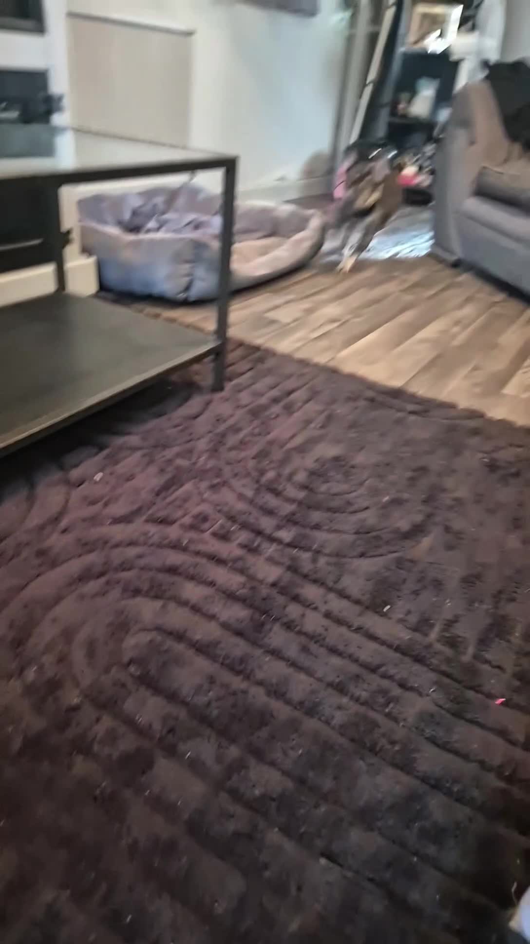 French Bulldog dogs for sale: Three KC registered French bulldogs  - Video 2