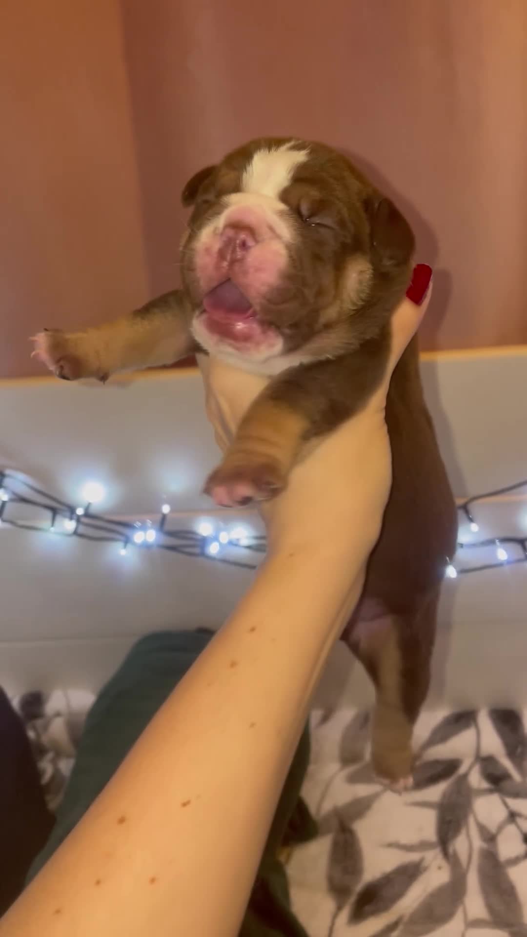 English Bulldog dogs for sale: ⭐️🐾 6 Beautiful English Bulldog 🐾⭐️ - Video 1