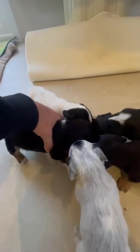 Mixed Breed dogs for sale: Sealyham terrier cross jack russel terrier  - Video 1