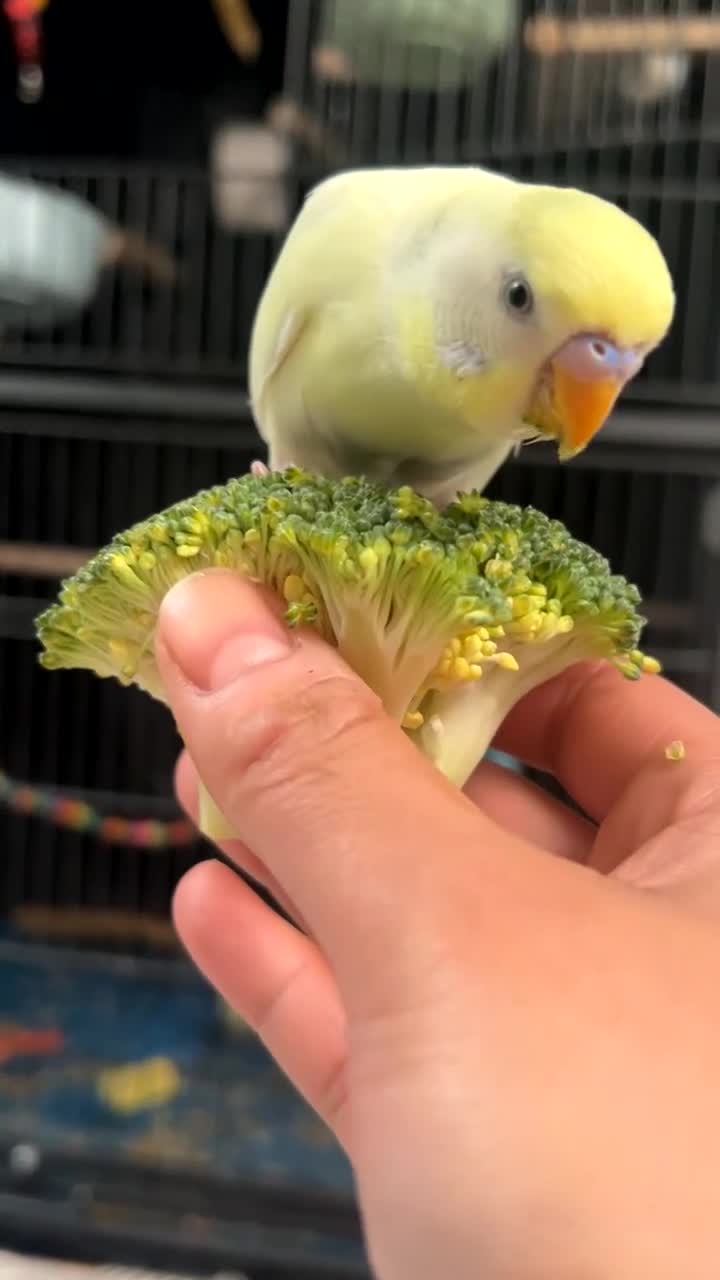 Budgerigars birds for sale: Budgies for sale - Video 1
