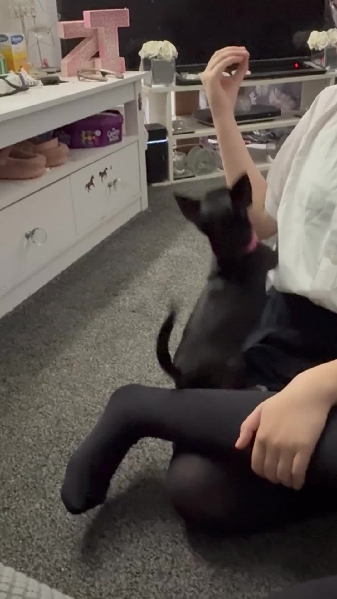 Chihuahua dogs for sale: Tiny black female chihuahua  - Video 1