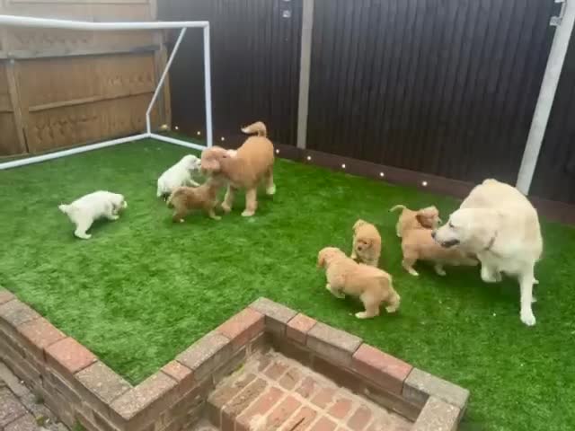 Mixed Breed dogs for sale: 👑 Superb Rare Health Tested Cockadoodledoo Pups - Video 1