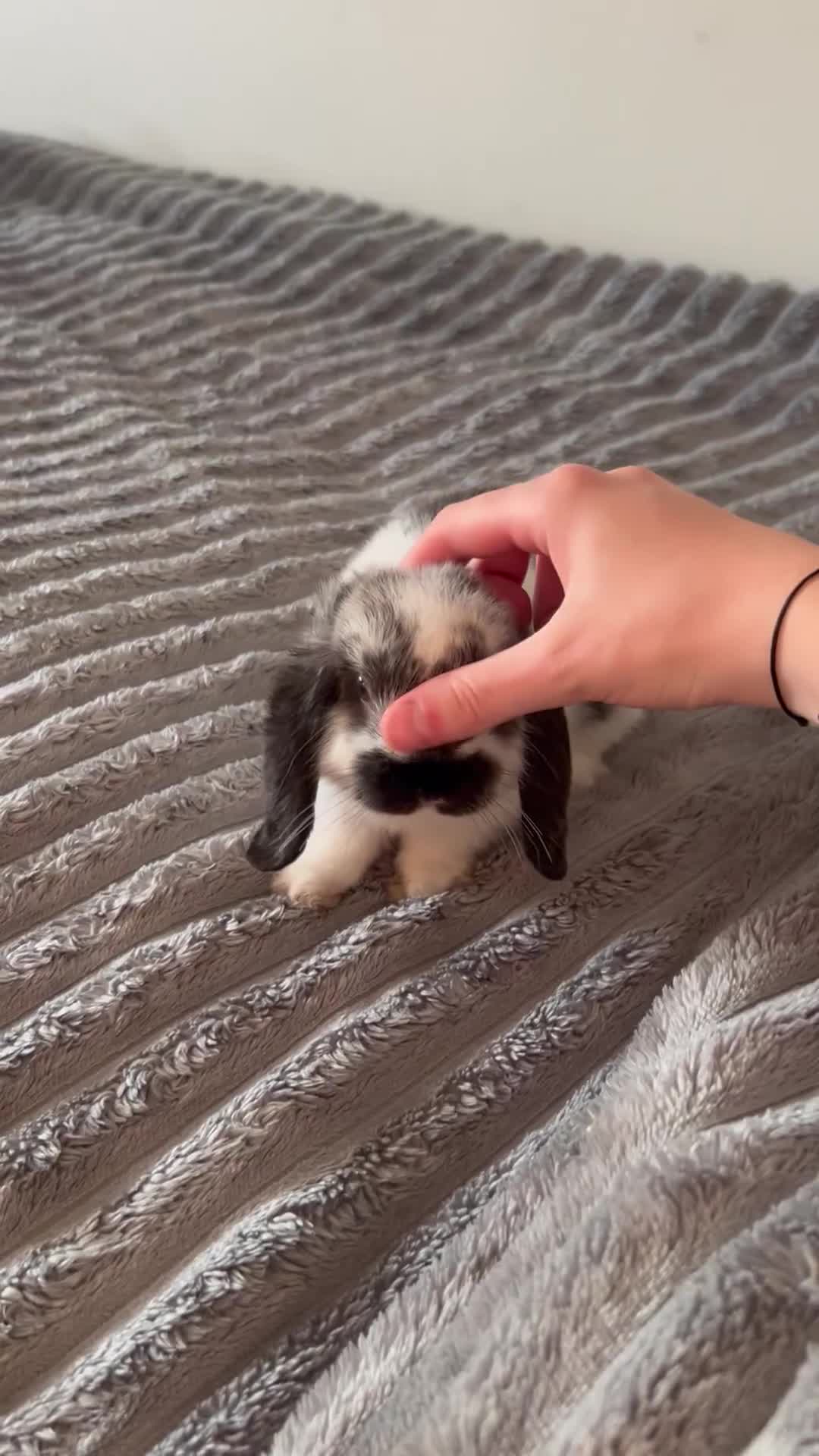 Mini Lop rabbits for sale: 9 Week Old Male Mini Lop  - Video 4