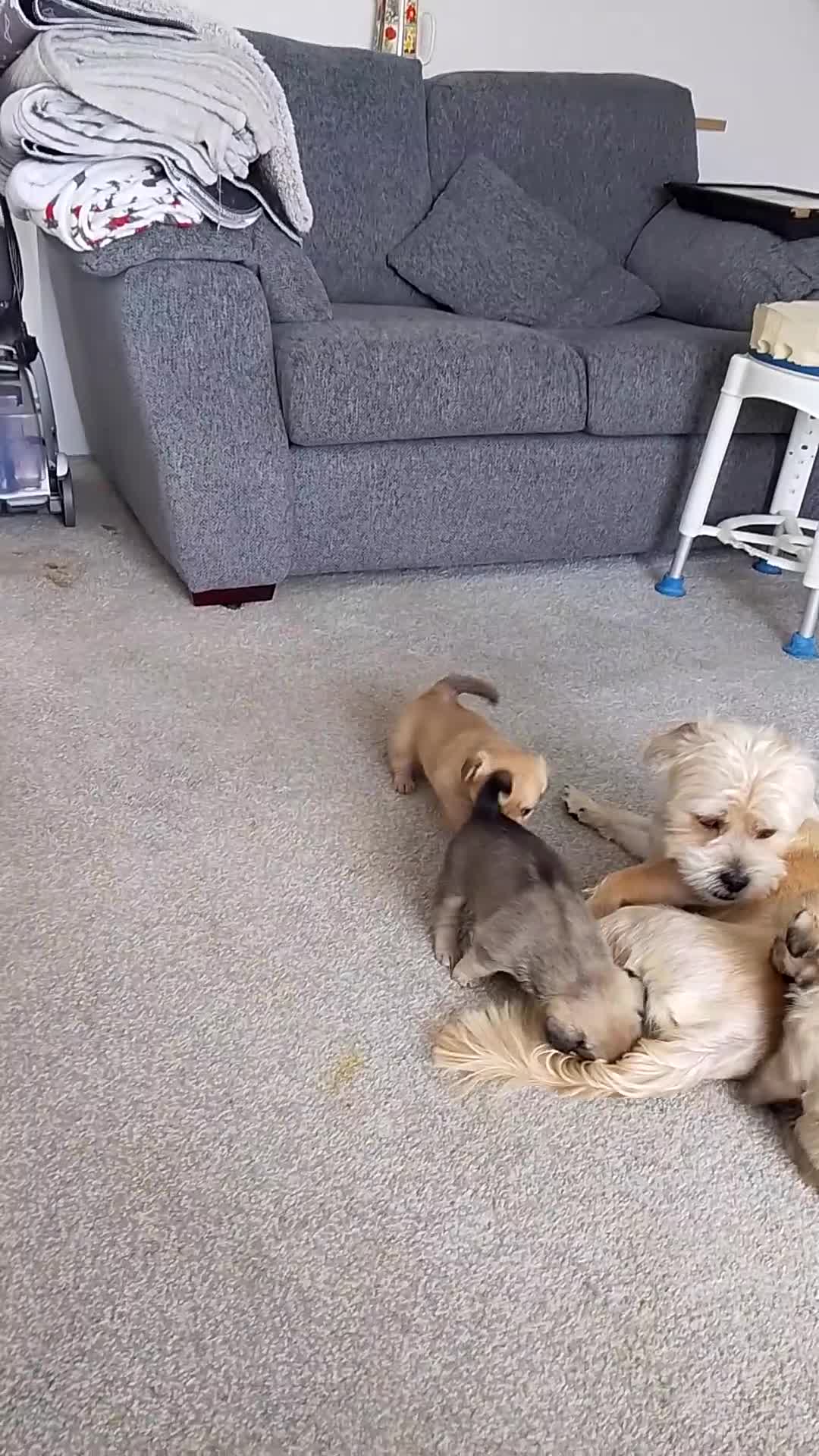 Maltipoo dogs for sale: Maltipoo - Video 3