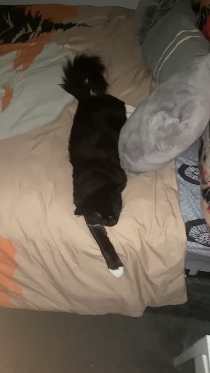 Mixed Breed cats for sale: RESCUSED but can not house  - Video 2