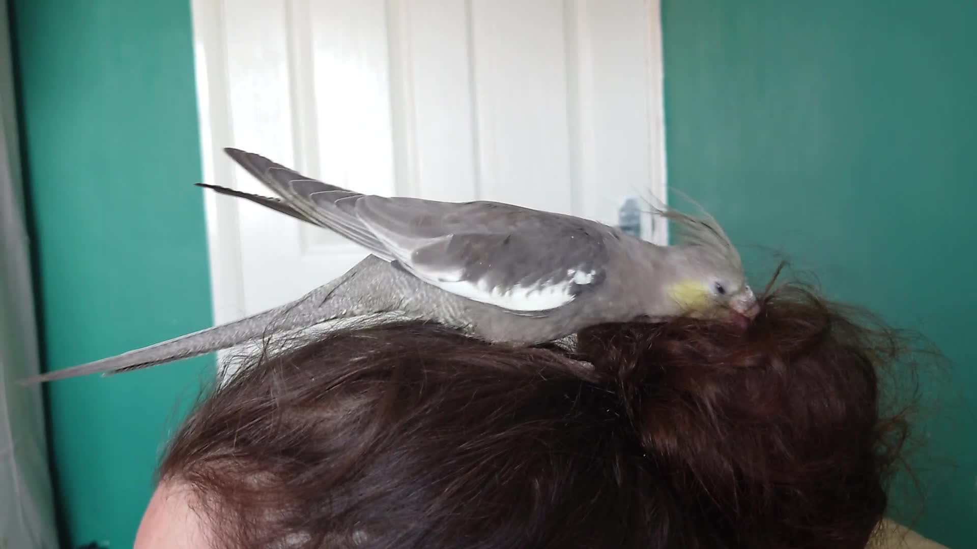 Cockatiels birds for sale: Hand reared semi tame DNA sexed baby cockatiel  in Worthing - Video 1