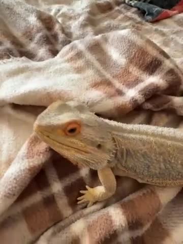 Bearded Dragon reptiles for sale: Bearded dragon  in York - Video 1