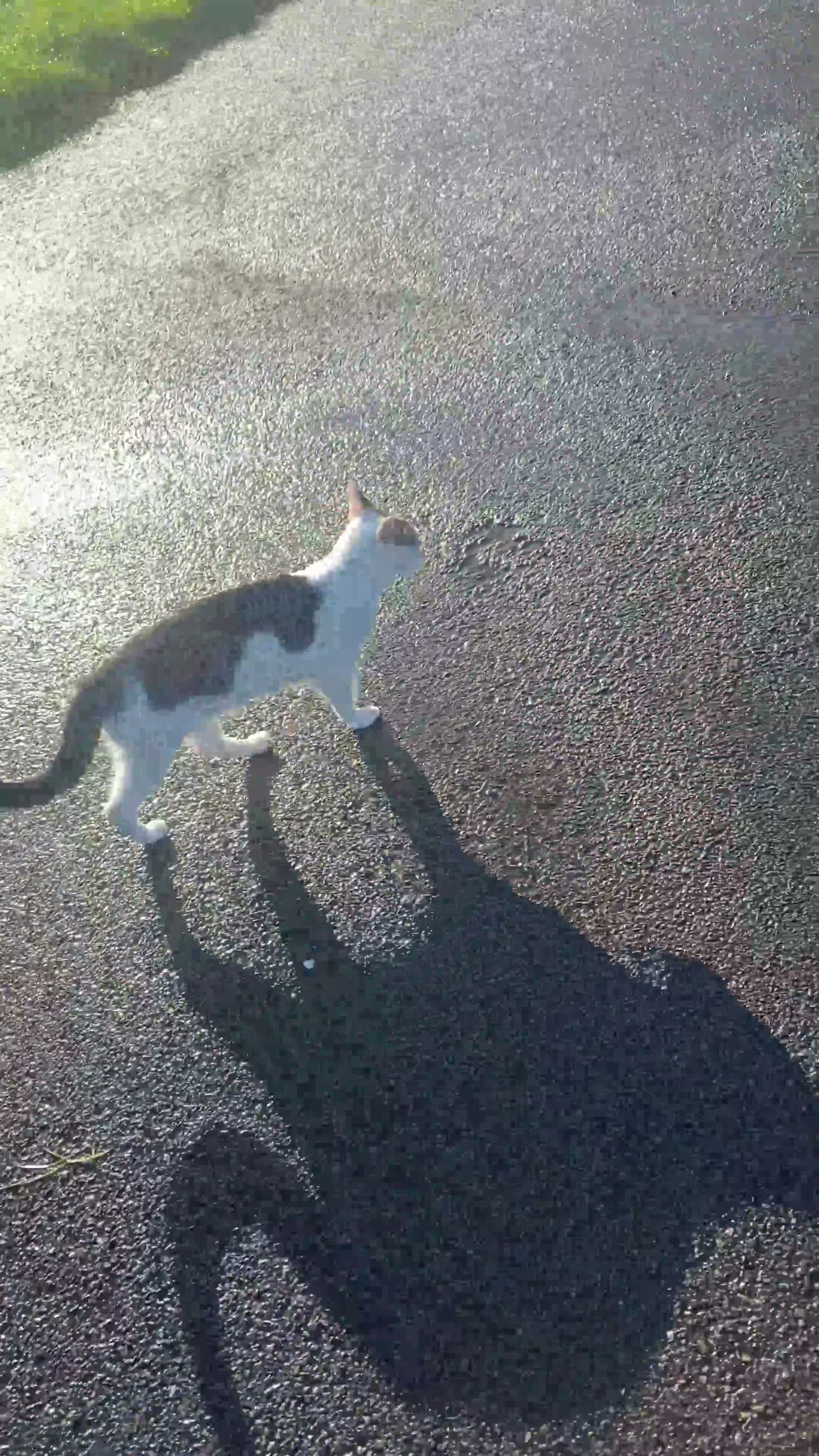 Mixed Breed cats for sale: Female Cat  - Video 1