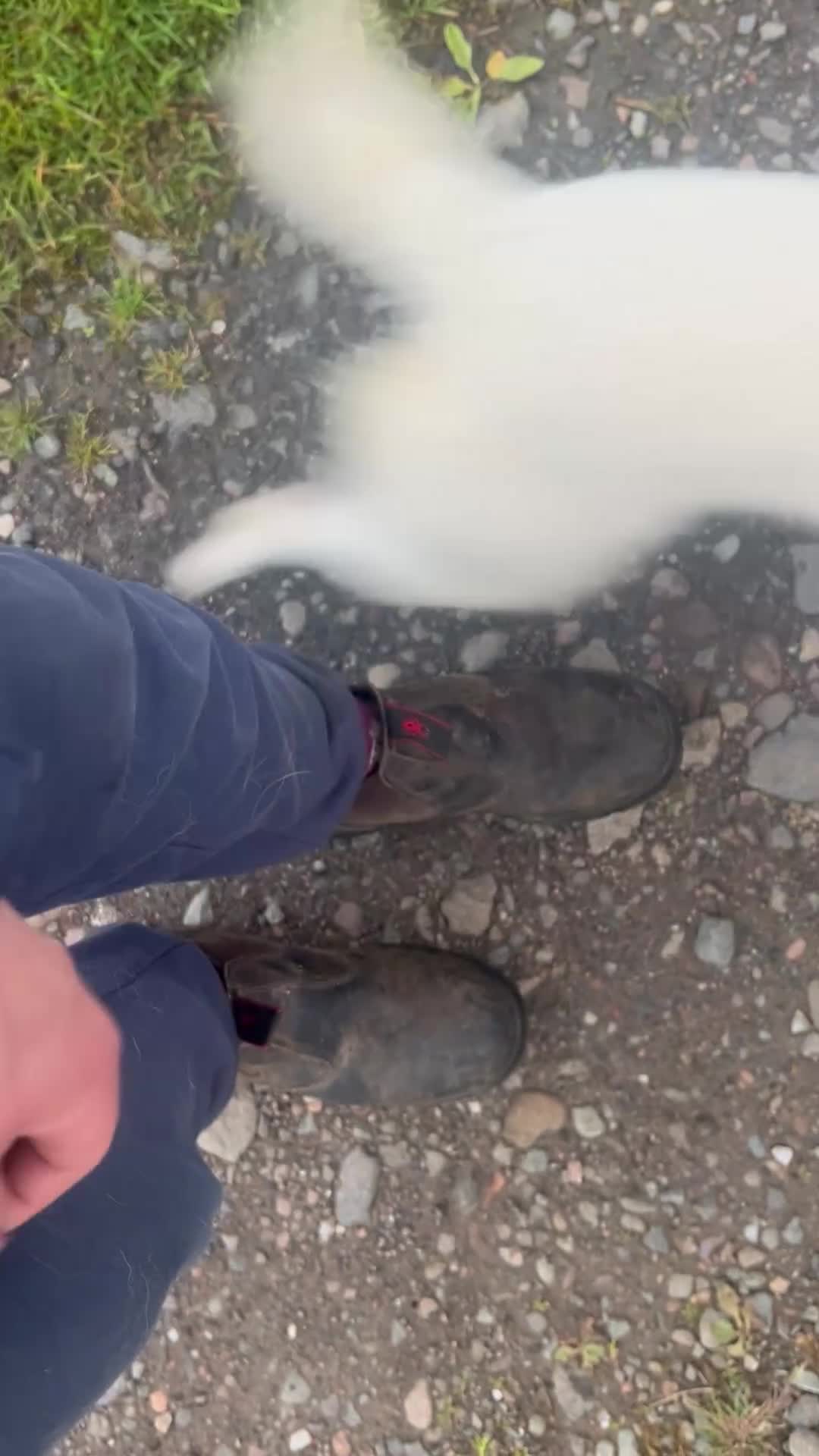 Border Collie dogs for sale: Our small, white, collie female Kim - Video 1
