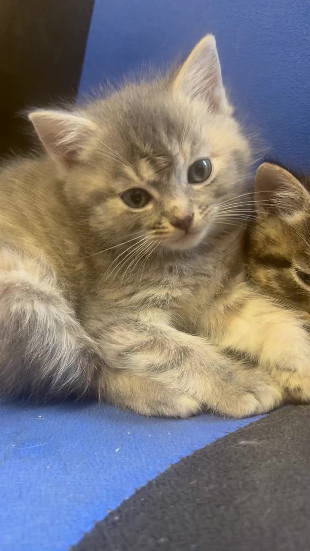 Ragdoll cats for sale: Ragdoll British Blue x beautiful furbabies - Video 1