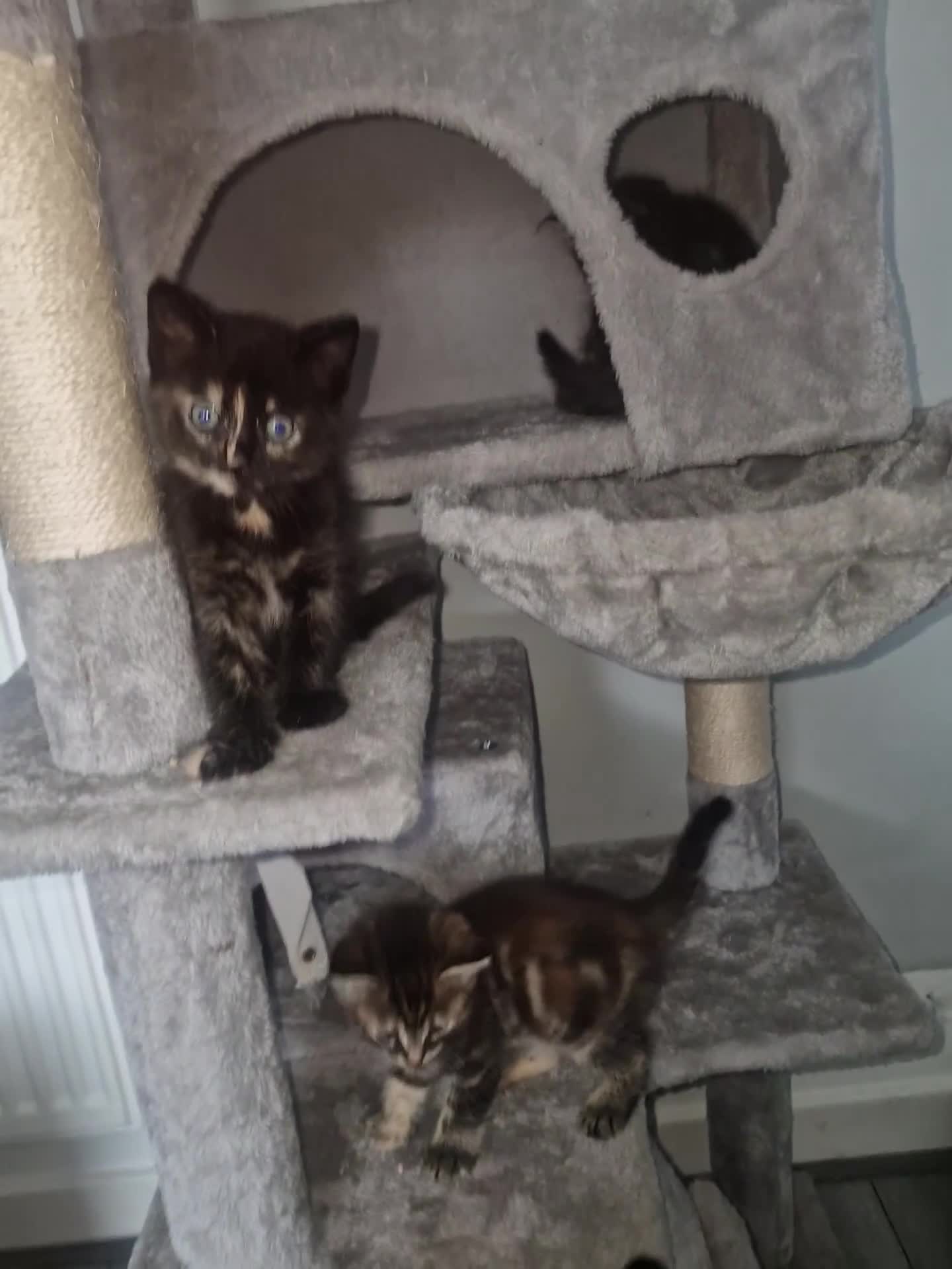 Bengal cats for sale: Stunning bengal X kittens - Video 1