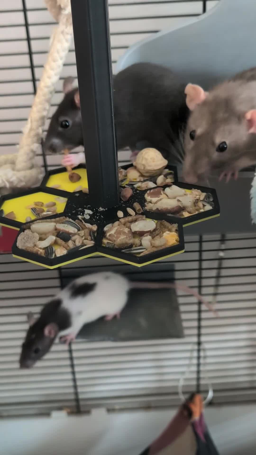 Rat rodents for sale: Adorable Dumbo and Fancy Rats - Video 2