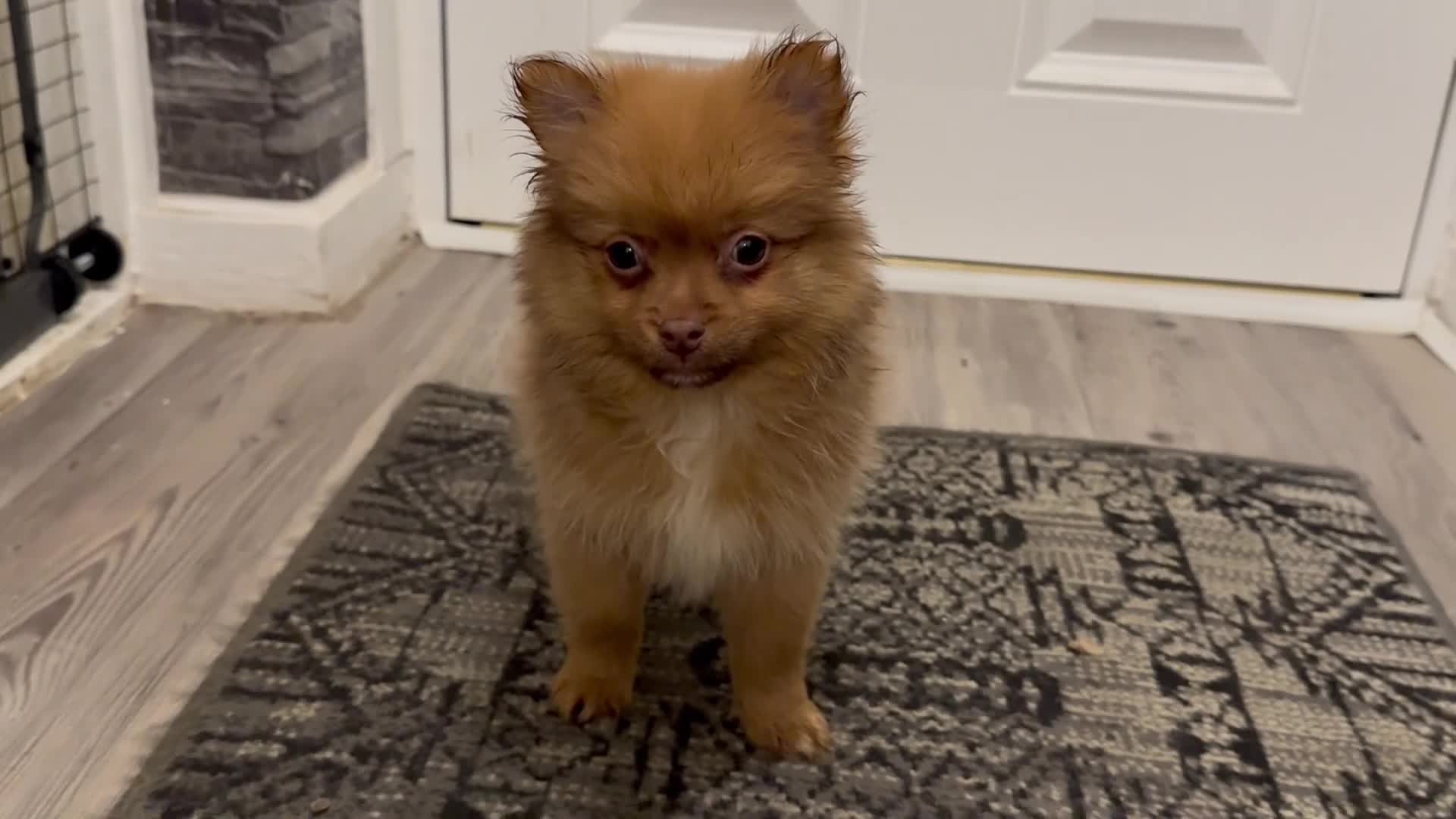 Pomeranian dogs for sale: ✨🐶One BOY Adorable Pomeranian Puppy 🐶✨ - Video 1