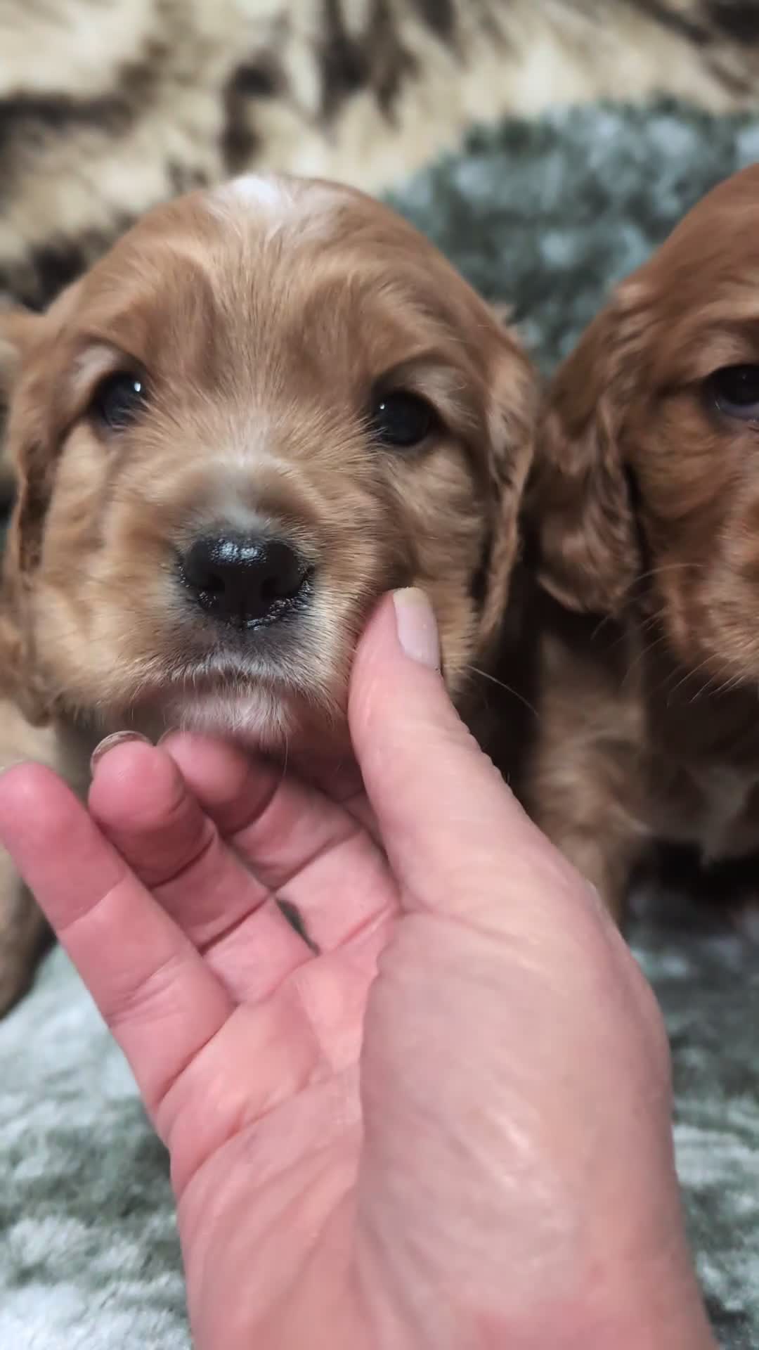 Cockalier dogs for sale: Stunning Health Tested Cockalier Puppies - Video 1