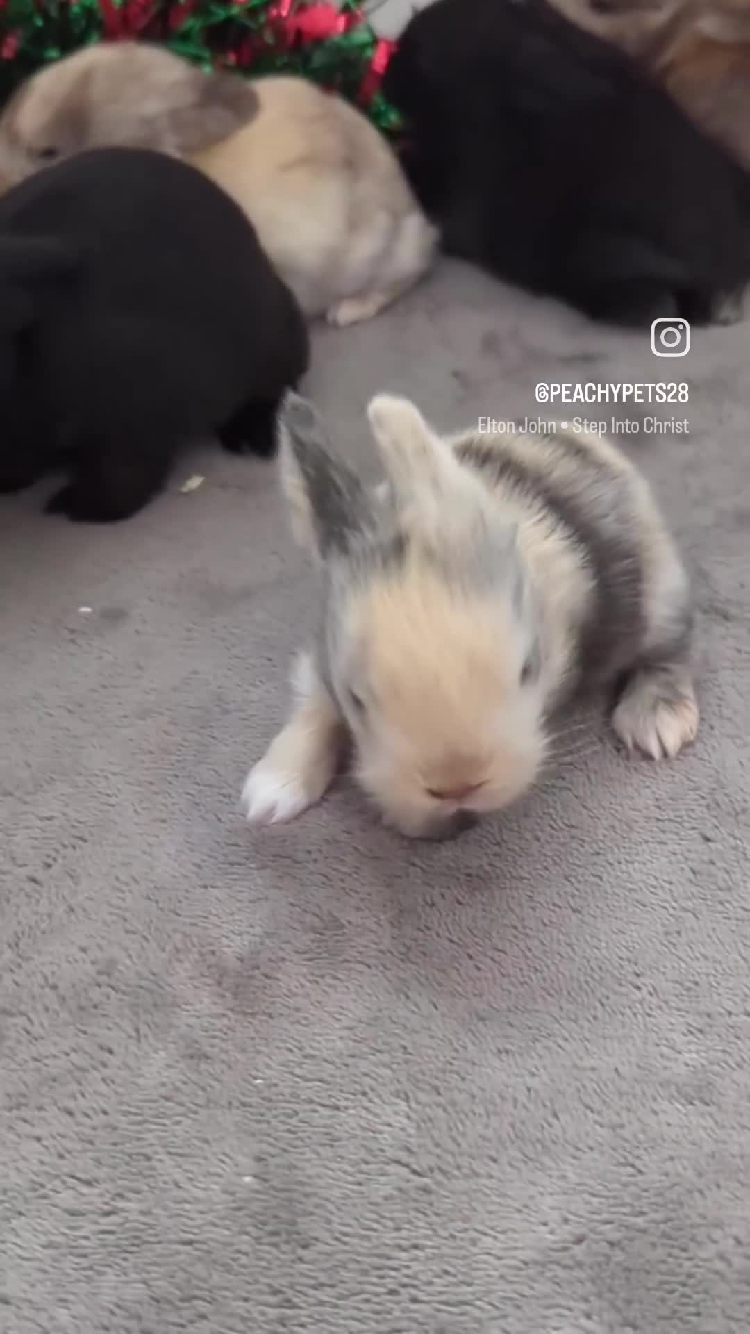 Mini Lop rabbits for sale: Mini lop babies waiting list  - Video 1