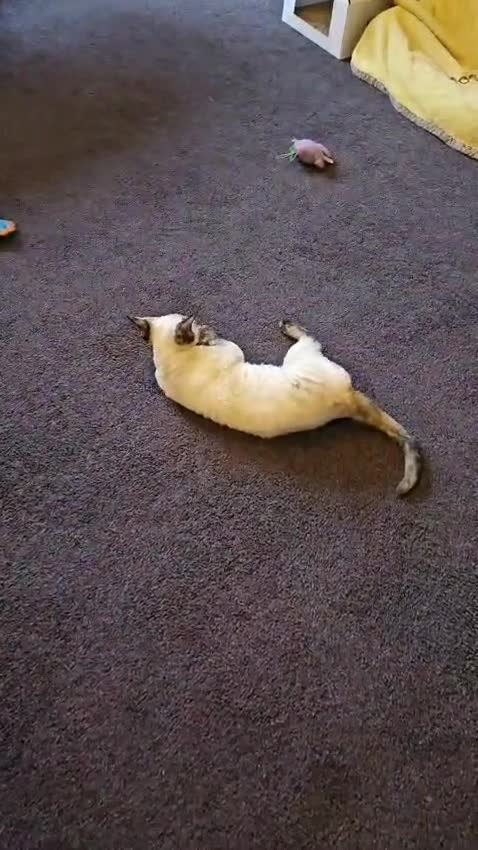 Devon Rex cats for sale: Two wonderful girls - Video 2