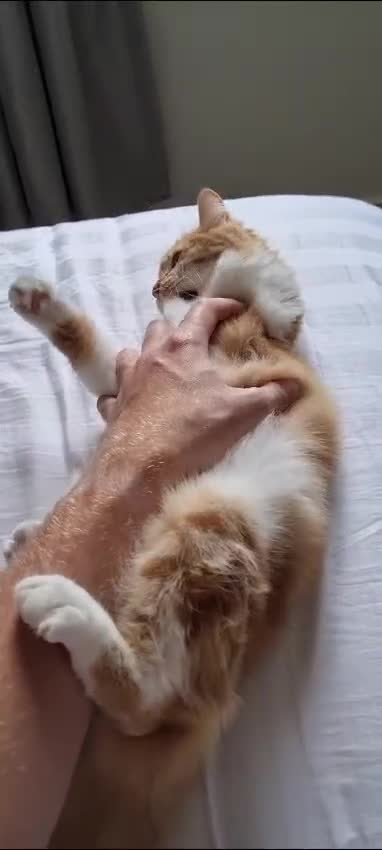 Persian cats for adoption: Super Loving Tripod Girl - Video 1