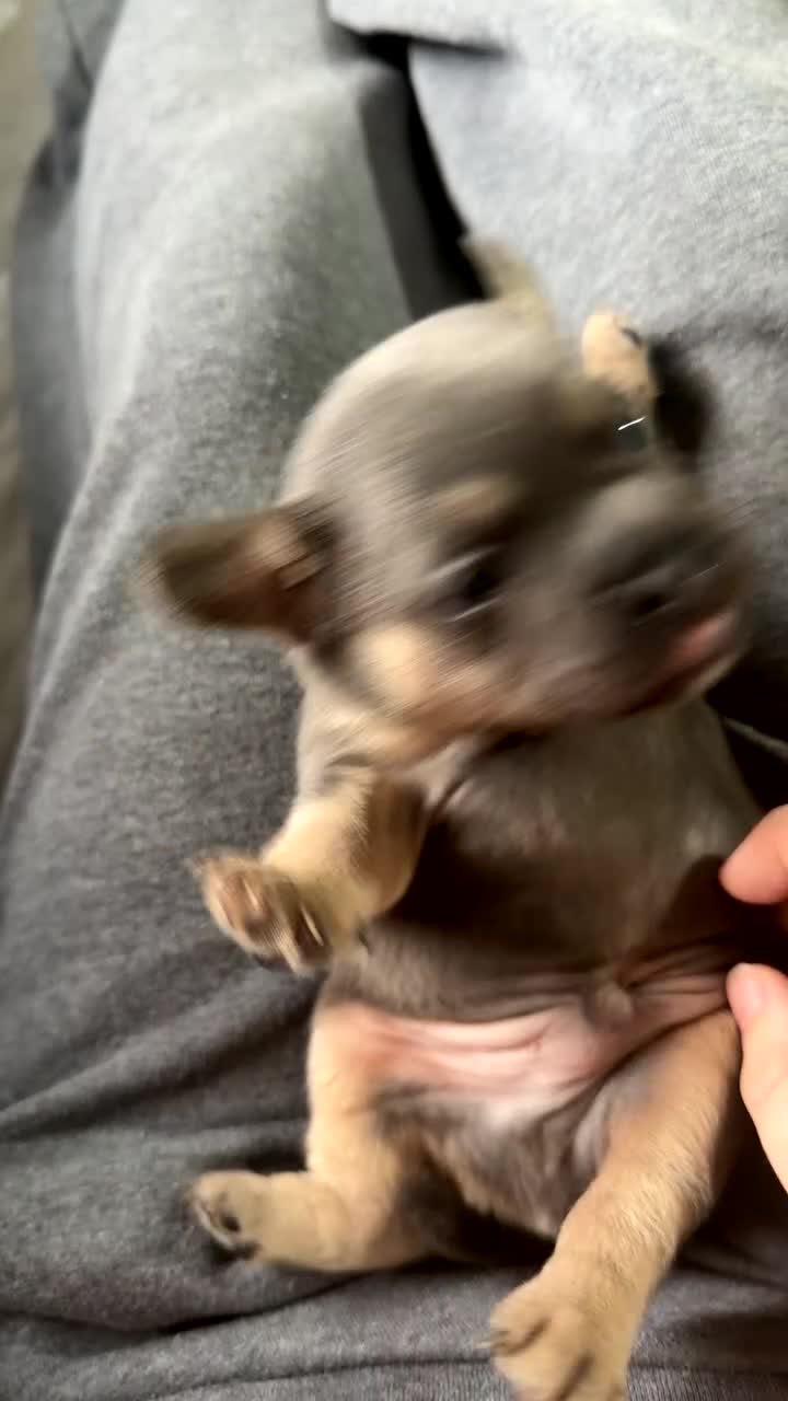 Mixed Breed dogs for sale: Females ONLY frenchie mix puppies - Video 1