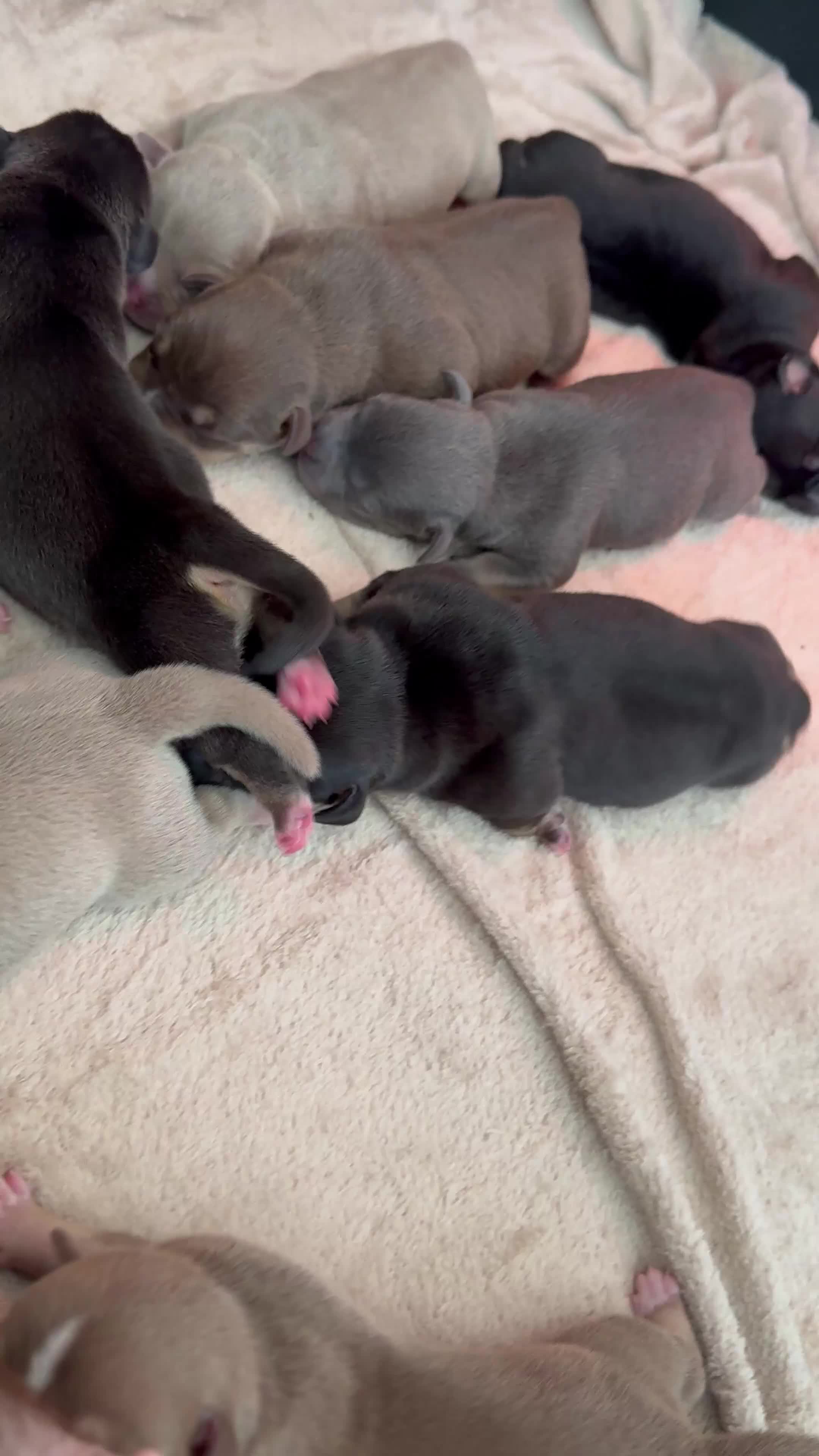 American Bully dogs for sale: American Pocket Bully Puppies - Video 1